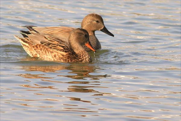 野鸭是保护动物吗?