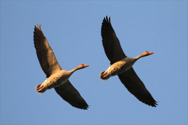 大雁南飞是什么季节?大雁为什么往南飞?