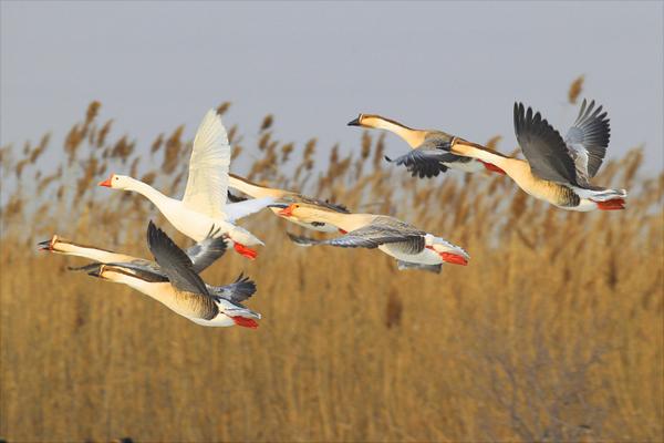 大雁南飞是什么季节?大雁为什么往南飞?