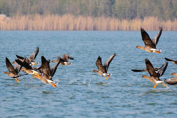 大雁南飞是什么季节?大雁为什么往南飞?