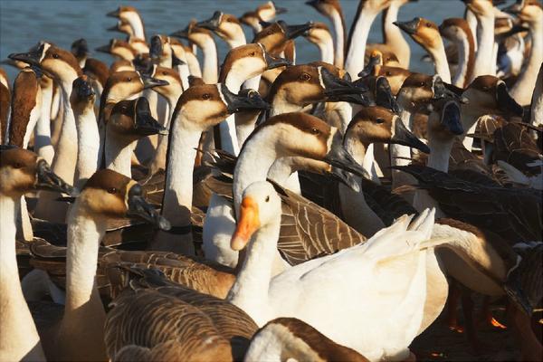 大雁南飞是什么季节?大雁为什么往南飞?