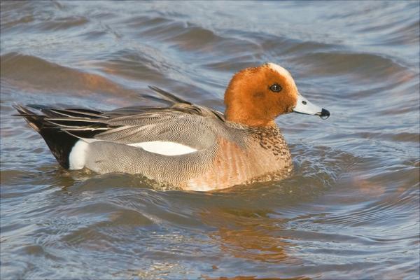 野鸭是保护动物吗?
