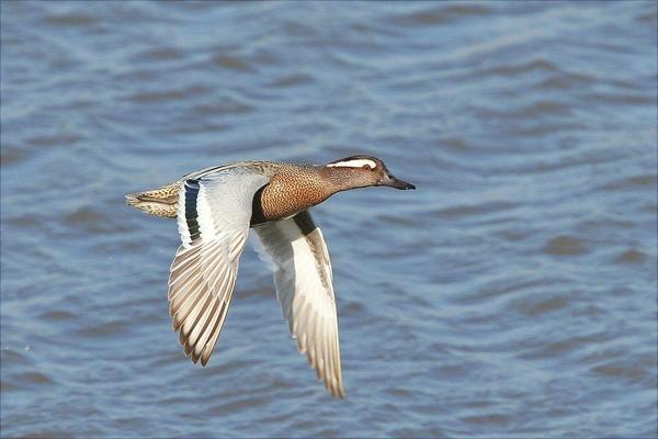 野鸭是保护动物吗?