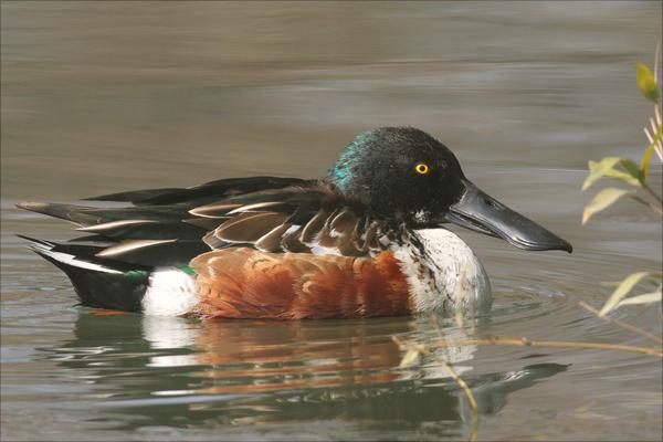 野鸭是保护动物吗?