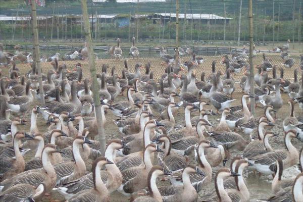 大雁苗价格多少钱一只?