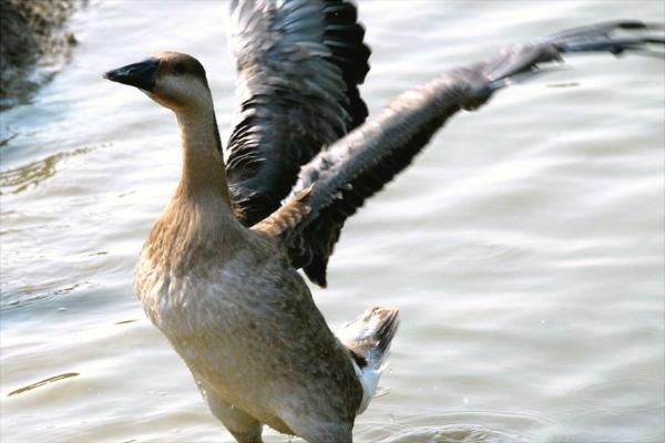 大雁苗价格多少钱一只?