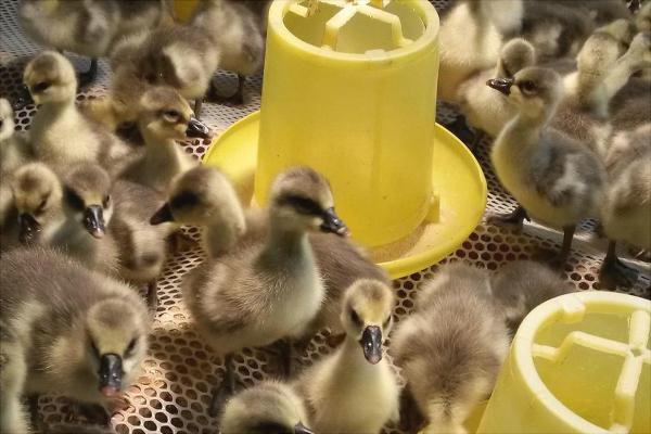 大雁苗价格多少钱一只?