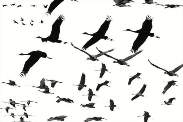 大雁苗价格多少钱一只?