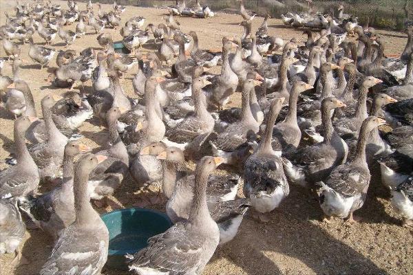 大雁苗价格多少钱一只?