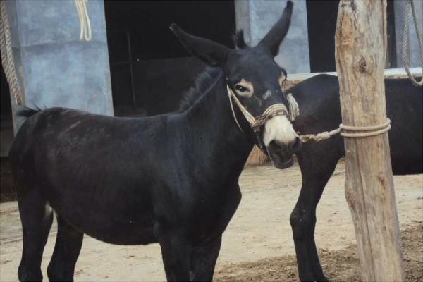 乌头驴价格多少钱一头?
