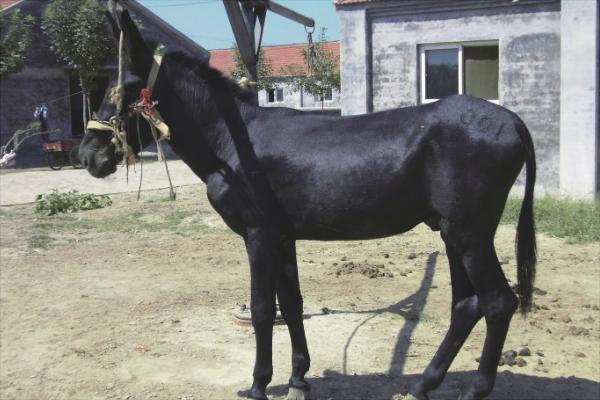 乌头驴价格多少钱一头?