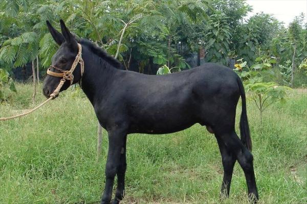 乌头驴价格多少钱一头?