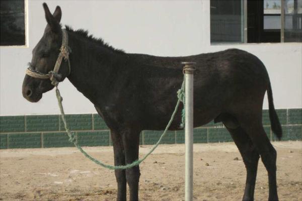 乌头驴价格多少钱一头?