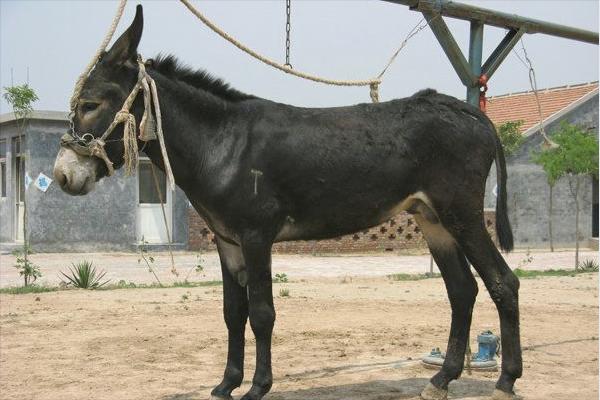 乌头驴价格多少钱一头?