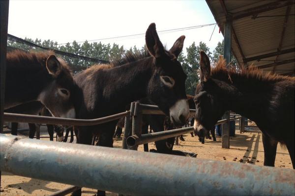 乌头驴价格多少钱一头?