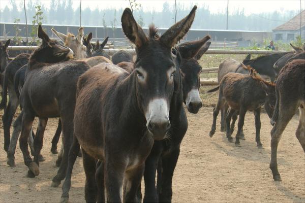 乌头驴价格多少钱一头?