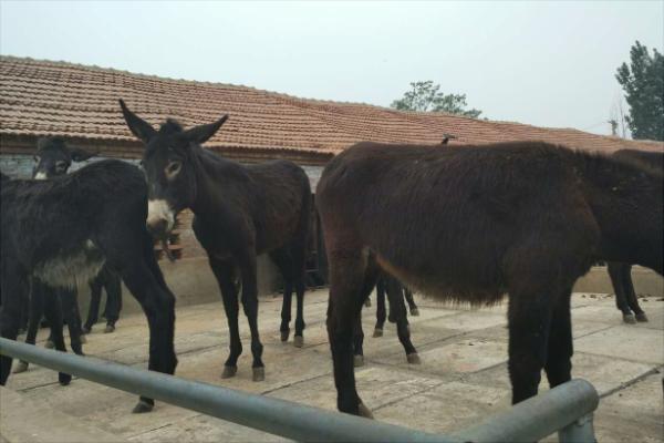 养20头驴得投资多少钱?