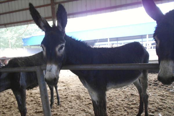 养20头驴得投资多少钱?