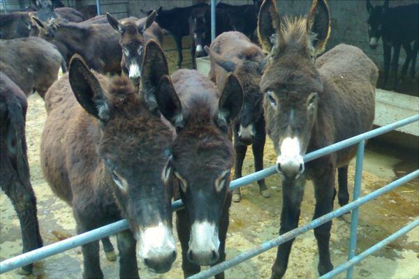 养20头驴得投资多少钱?