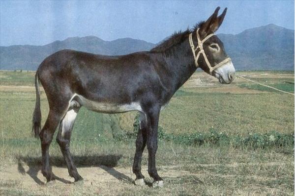 养肉驴有哪些品种？养肉驴什么品种好？