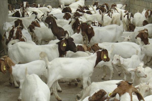 改良波尔山羊和纯种波尔山羊的区别是什么?