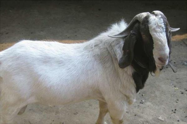 改良波尔山羊和纯种波尔山羊的区别是什么?
