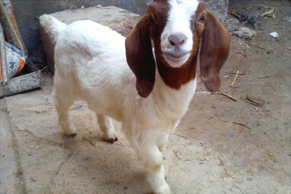 改良波尔山羊和纯种波尔山羊的区别是什么?