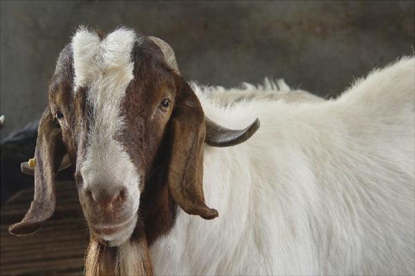 改良波尔山羊和纯种波尔山羊的区别是什么?