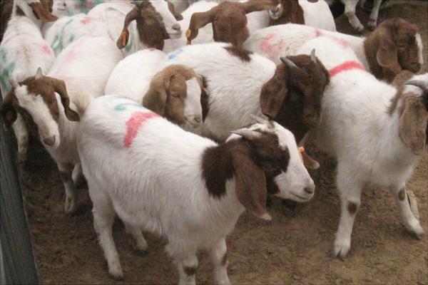 改良波尔山羊和纯种波尔山羊的区别是什么?