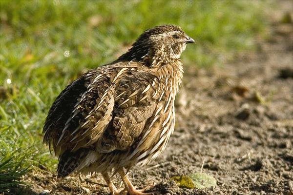 养10000只鹌鹑能赚多少钱?养鹌鹑的成本和利润