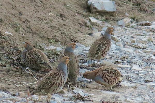 养10000只鹌鹑能赚多少钱?养鹌鹑的成本和利润