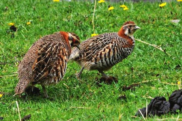 养10000只鹌鹑能赚多少钱?养鹌鹑的成本和利润