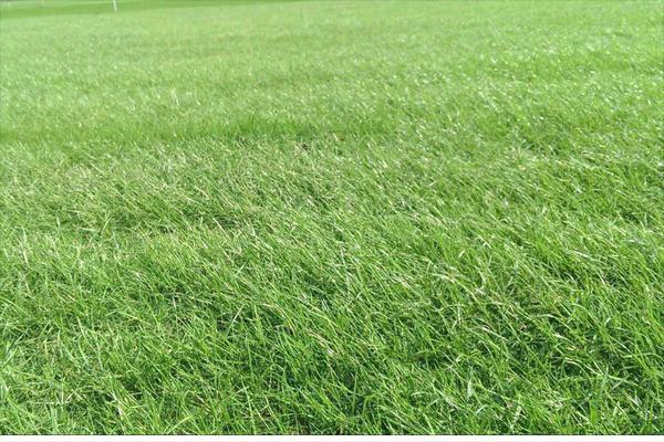 黑麦草什么时候种?怎样种植黑麦草?