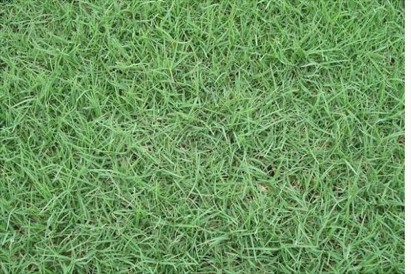 黑麦草什么时候种?怎样种植黑麦草?