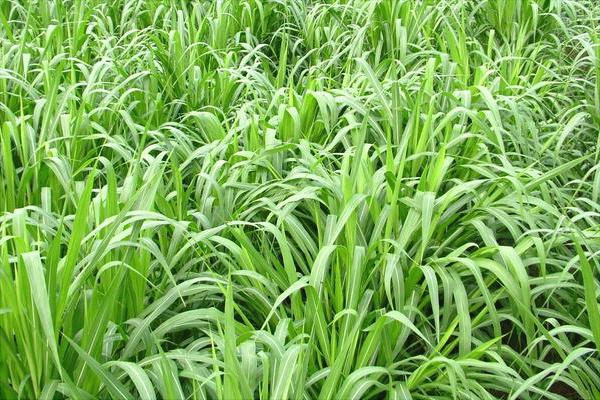 黑麦草什么时候种?怎样种植黑麦草?