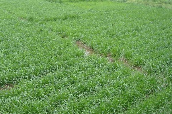 黑麦草什么时候种?怎样种植黑麦草?