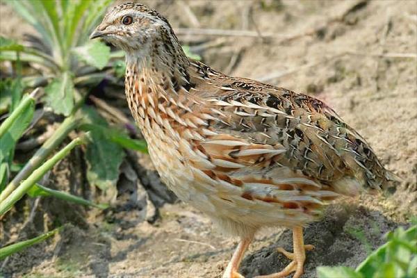 养10000只鹌鹑能赚多少钱?养鹌鹑的成本和利润