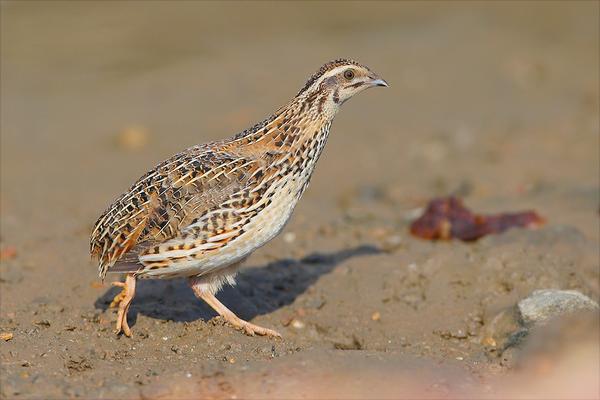 养10000只鹌鹑能赚多少钱?养鹌鹑的成本和利润