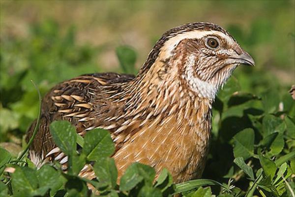 养10000只鹌鹑能赚多少钱?养鹌鹑的成本和利润