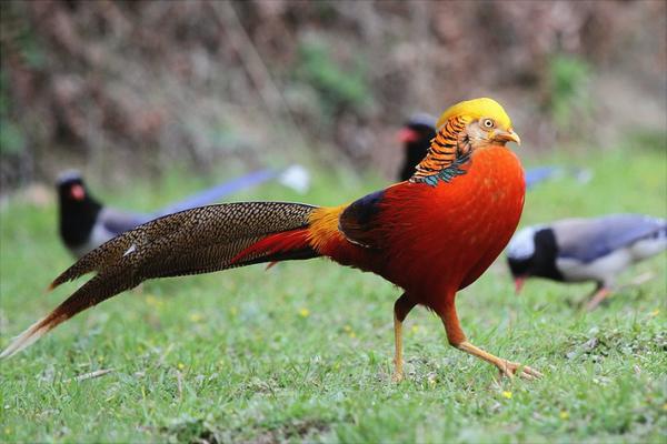 红腹锦鸡吃什么?