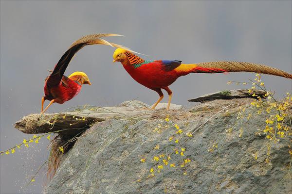 红腹锦鸡吃什么?