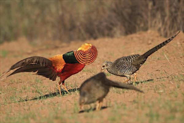 红腹锦鸡吃什么?