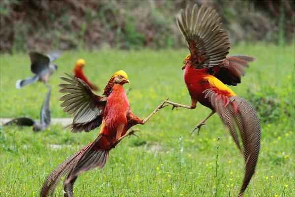 红腹锦鸡吃什么?