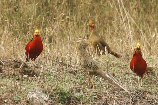 红腹锦鸡吃什么?