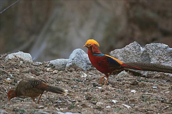 红腹锦鸡吃什么?