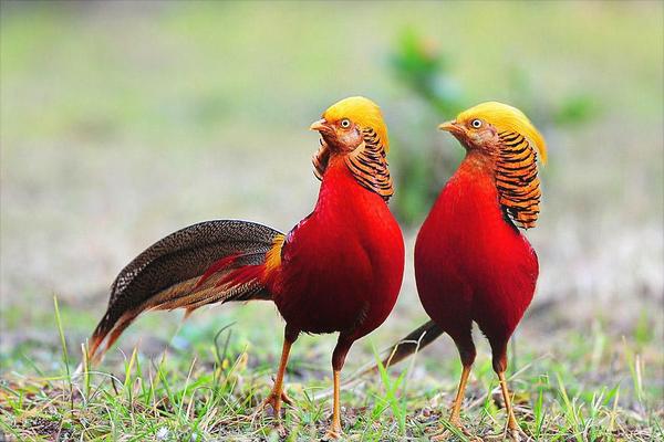 红腹锦鸡吃什么?