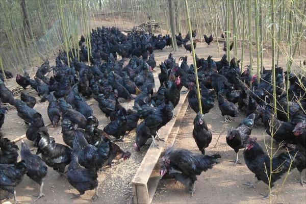 乌鸡是发物吗？乌鸡是凉性还是热性？