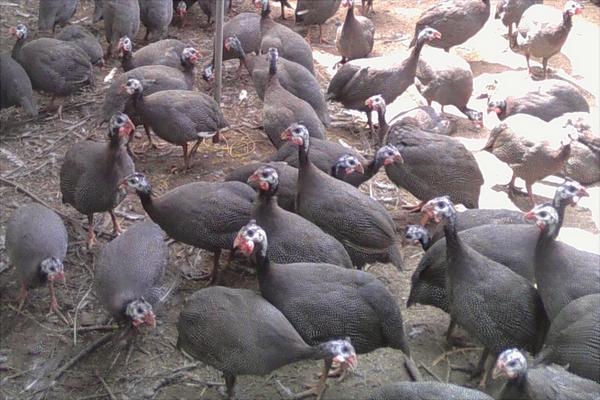 珍珠鸡苗价格多少钱一只?