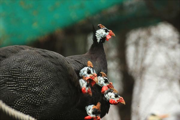 珍珠鸡苗价格多少钱一只?