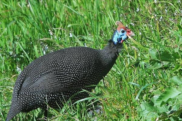 珍珠鸡苗价格多少钱一只?